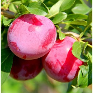 Алыча Евгения (Ранняя/Красная)