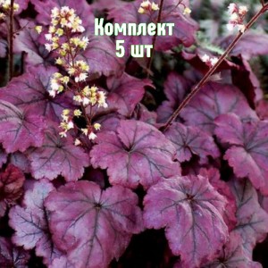 Комплект 5шт / Гейхера Плюм Роял