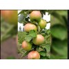 Яблоня Янтарное Ожерелье (колоновидная): фото и описание